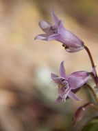 Image of Gentianella wislizenii (Engelm.) J. M. Gillett