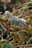 Image of Salix alpina Scop.