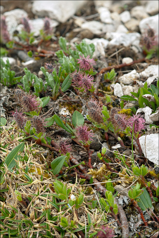 Image of Salix alpina Scop.