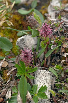 Image of Salix alpina Scop.