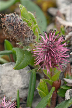 Image of Salix alpina Scop.