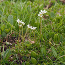 Plancia ëd Saxifraga androsacea L.