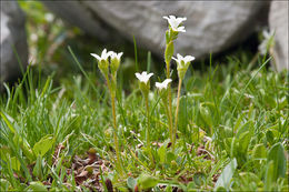 Image of scree saxifrage