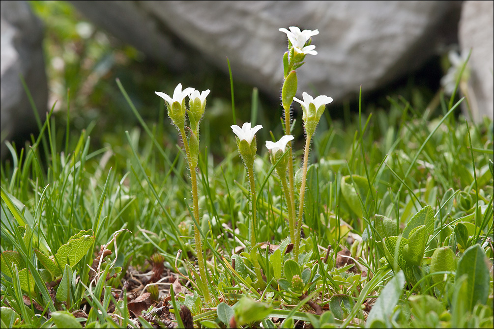 Plancia ëd Saxifraga androsacea L.