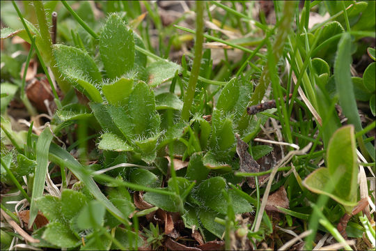 Plancia ëd Saxifraga androsacea L.