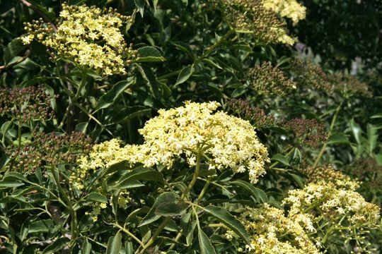 Sivun <i>Sambucus cerulea</i> kuva