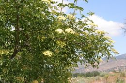 Image of <i>Sambucus cerulea</i>