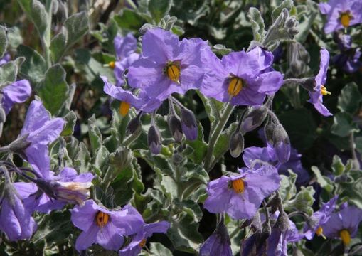 Image of chaparral nightshade