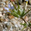 Image de Eriastrum hooveri (Jepson) Mason