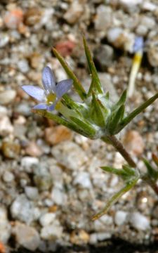 Image of Hoover's woollystar