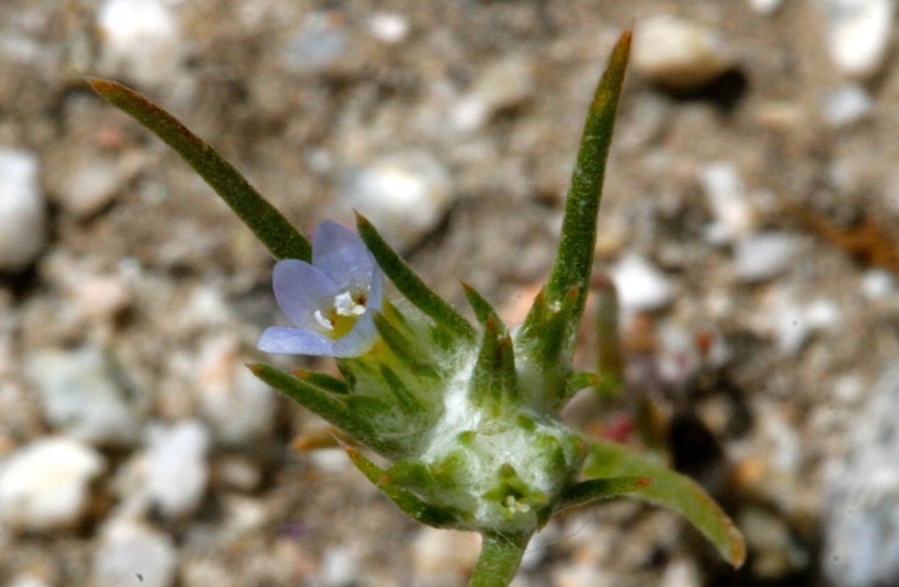 Image of Hoover's woollystar