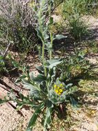 Image of bristly fiddleneck