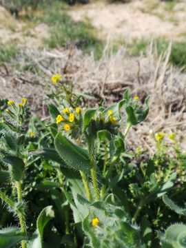 Image of bristly fiddleneck