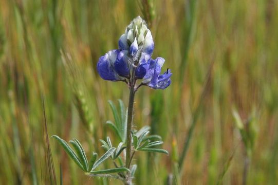 Plancia ëd Lupinus benthamii A. Heller