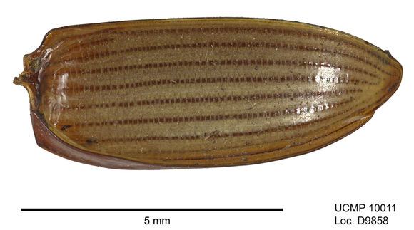 Amara (Bradytus) insignis Dejean 1831 resmi