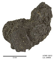 Image of Pterostichus