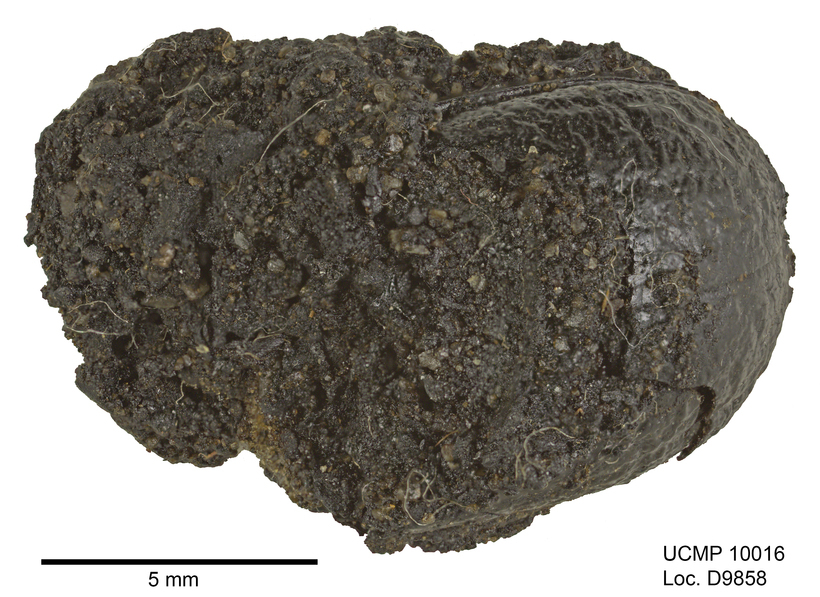 Sivun Coniontis abdominalis Le Conte 1859 kuva