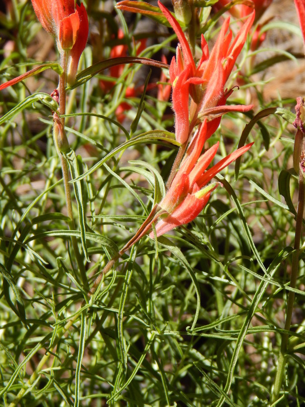 Image of Castilleja stenophylla M. E. Jones