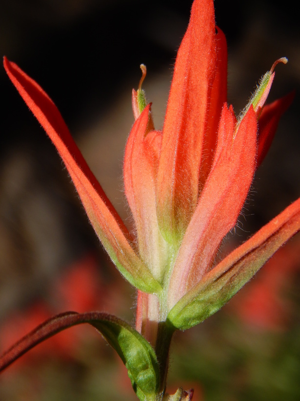 Image of Castilleja stenophylla M. E. Jones