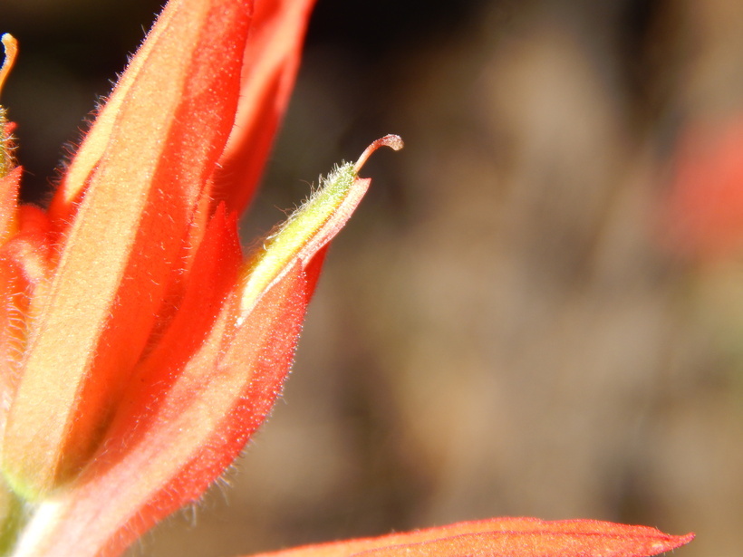 Image of Castilleja stenophylla M. E. Jones