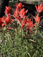 Image of Castilleja stenophylla M. E. Jones