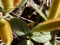 Image of Lemmon's cologania