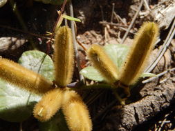 Image of Lemmon's cologania