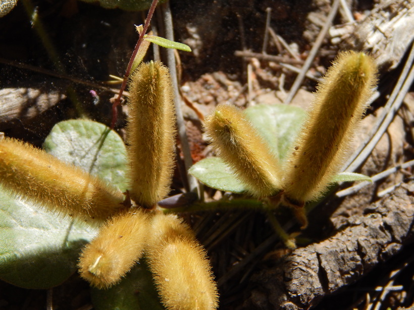 Image of Lemmon's cologania