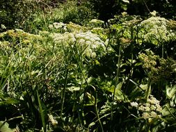 Plancia ëd <i>Heracleum lanatum</i>