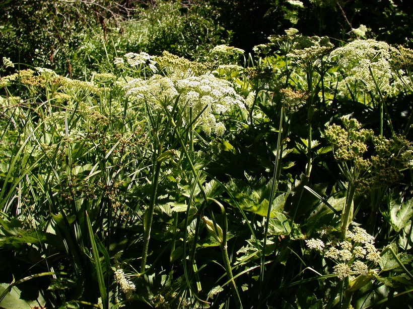 Image of <i>Heracleum lanatum</i>