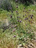 Imagem de Salvia columbariae Benth.