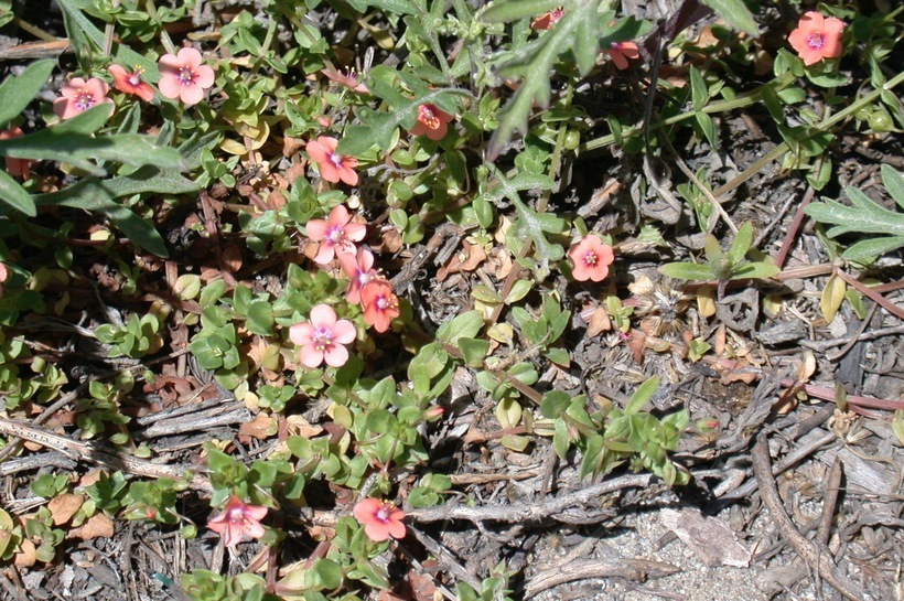 Lysimachia arvensis (L.) U. Manns & Anderb. resmi