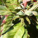 Image of Terminalia catappa L.
