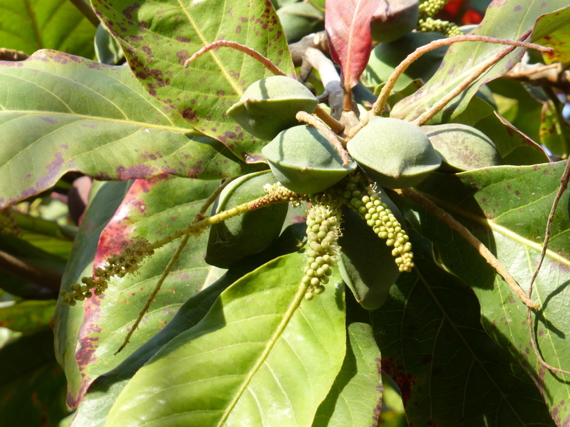 Слика од Terminalia catappa L.