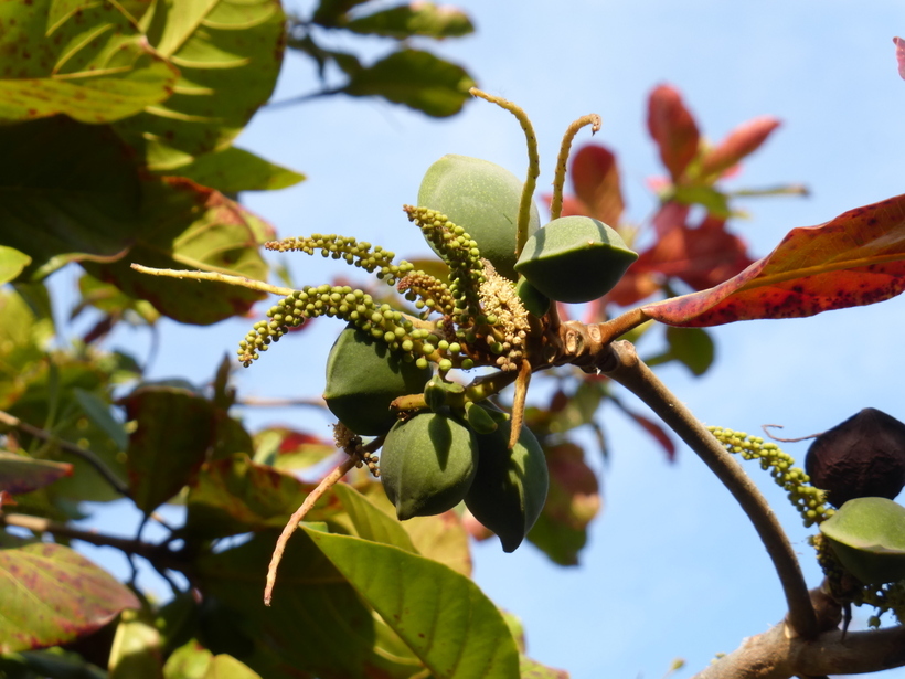 Image of tropical-almond