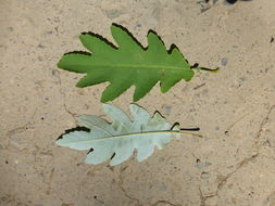 Image of parrotweed