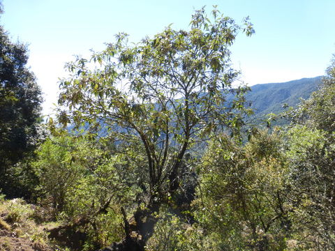 Image of Buddleja cordata Kunth