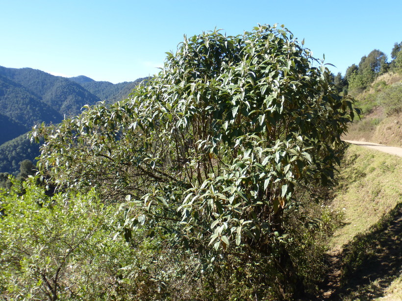 Image of Buddleja cordata Kunth