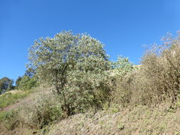 Image of Buddleja cordata Kunth