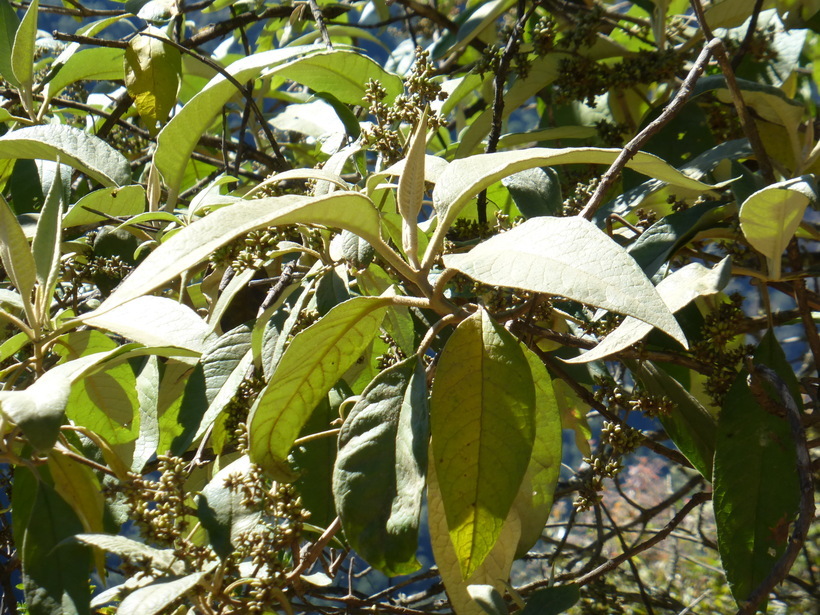 Image of Buddleja cordata Kunth