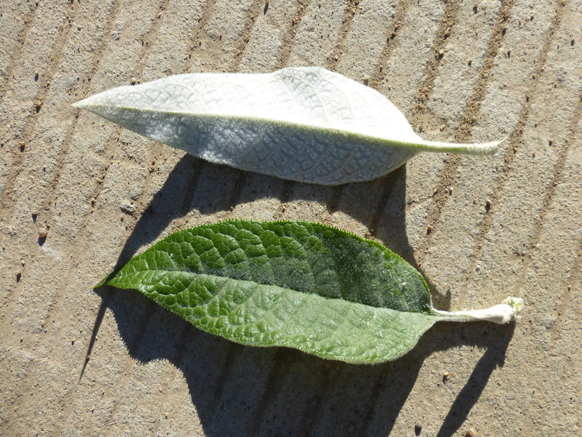 Image of Buddleja cordata Kunth