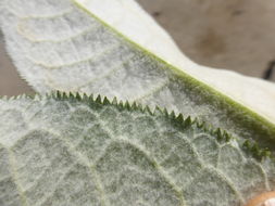 Image of Buddleja cordata Kunth