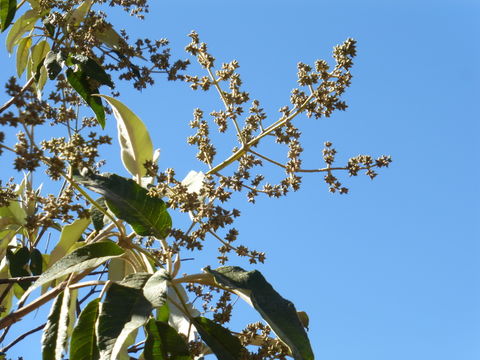 Image of Buddleja cordata Kunth