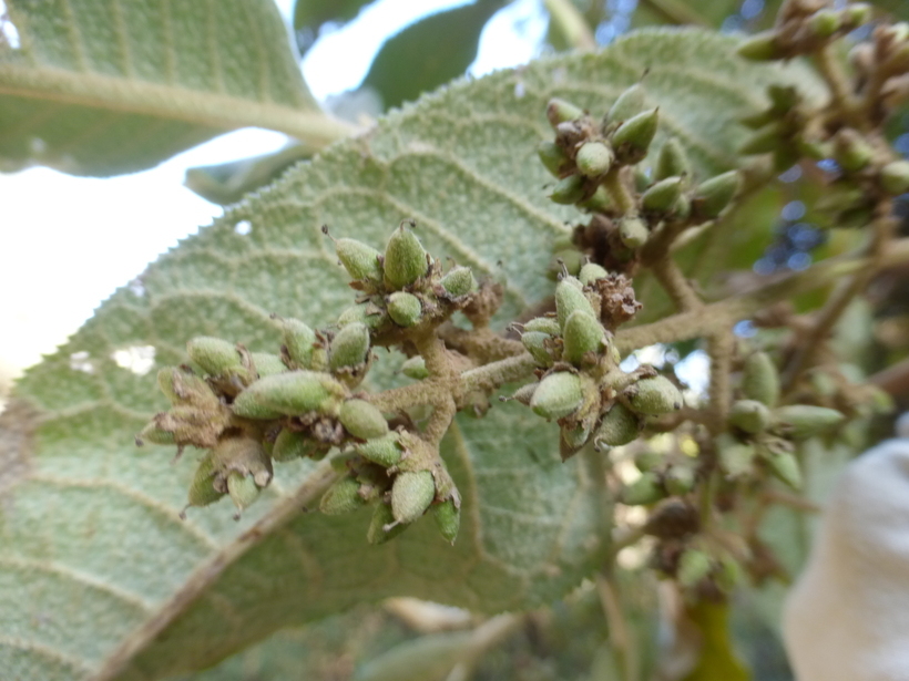 Image of Buddleja cordata Kunth