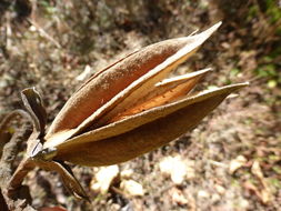 Imagem de Chiranthodendron pentadactylon Larreat