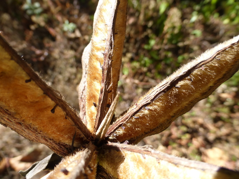 Imagem de Chiranthodendron pentadactylon Larreat