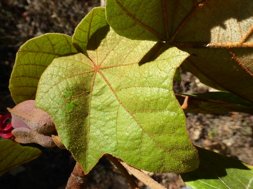 Imagem de Chiranthodendron pentadactylon Larreat