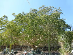 Imagem de Ficus petiolaris Kunth