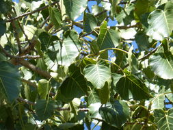 Imagem de Ficus petiolaris Kunth