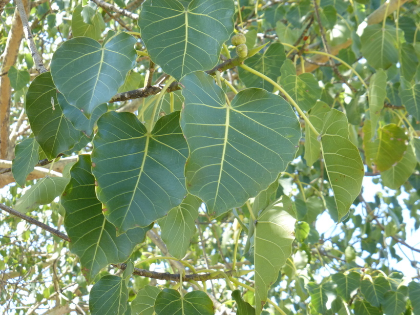 Imagem de Ficus petiolaris Kunth